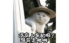 还有上车的吗？没有走啦啊！（白色小猫老司机）