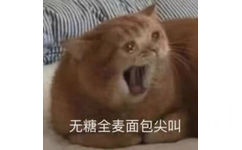 无糖全麦面包尖叫(流泪猫猫头表情包)