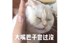 大嘴巴子尝过没（猫咪）