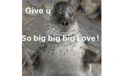 Give u So bigbigbig Love !