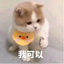 猫咪 我可以