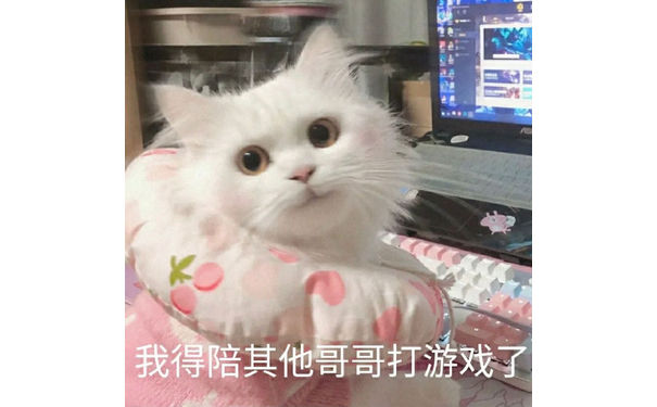 我得陪其他哥哥打游戏了(猫咪表情包)