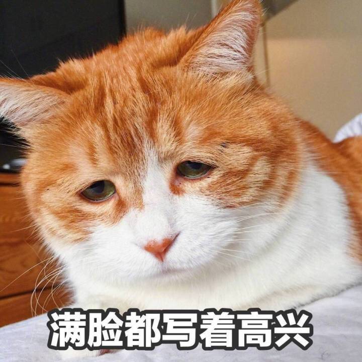 满脸都写着高兴（不高兴） - 吸猫吸猫