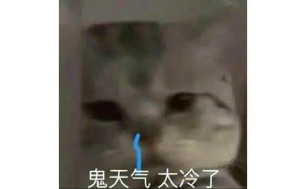 鬼天气太冷了 - 猫咪哭泣流泪猫猫头表情包 ​