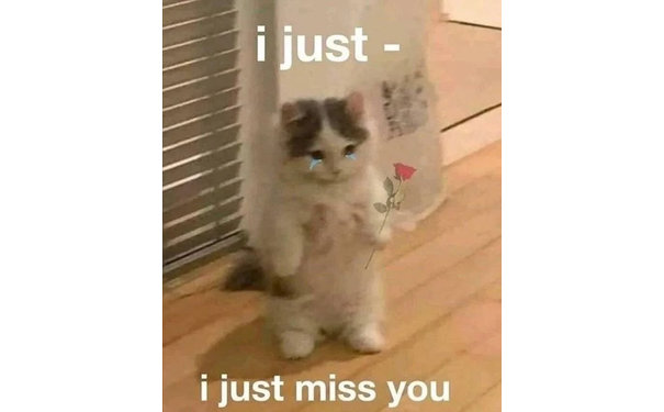 just i just miss you (猫咪表情包)