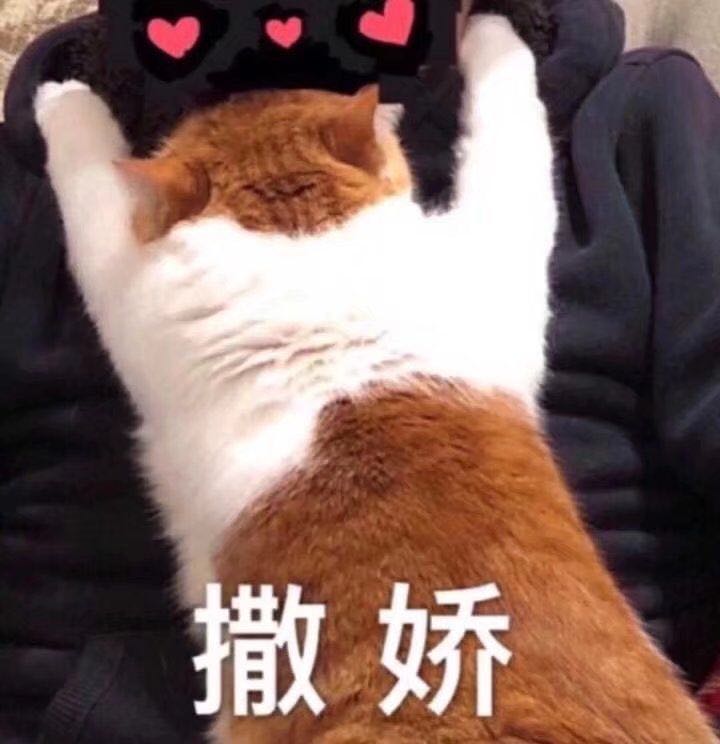 撒娇(猫咪)