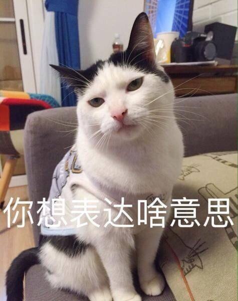 你想表达啥意思 - 猫咪萌萌表情包