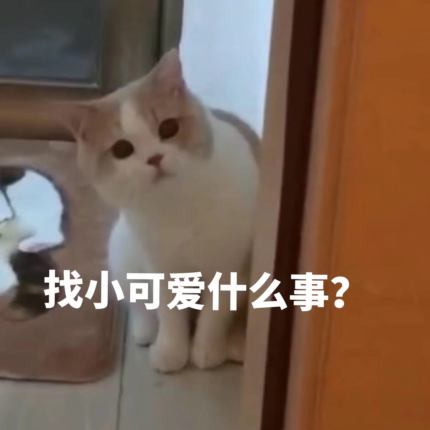 找小可爱什么事？（猫咪表情包）