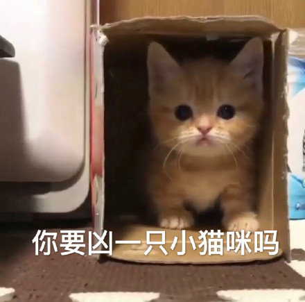 你要凶一只小猫咪吗