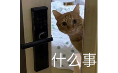 什么事 - 猫猫表情包