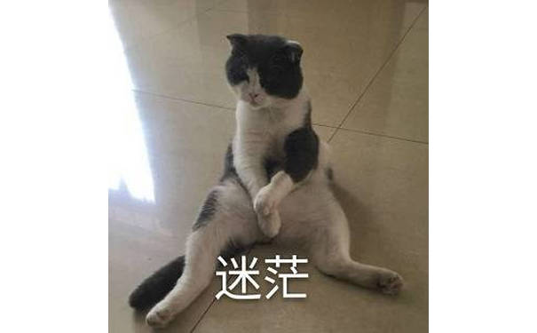 迷茫猫 - 一组喵星人表情包精选