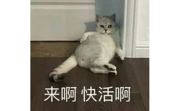 来啊快活啊(猫咪表情包)