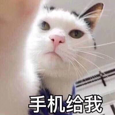 手机给我（猫咪）