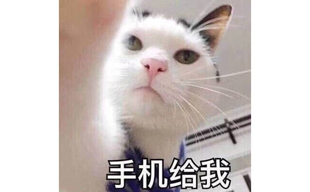 手机给我（猫咪）