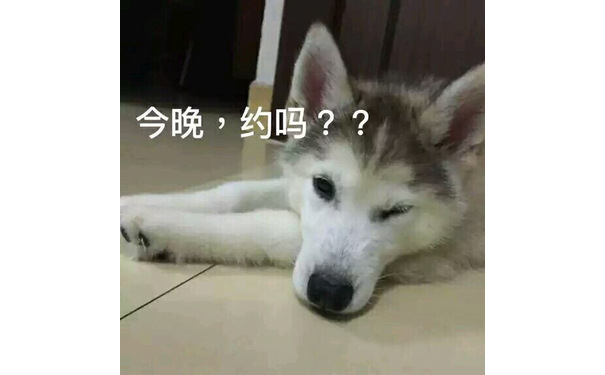 今晚，约吗？（躺地上） - 各种dog表情