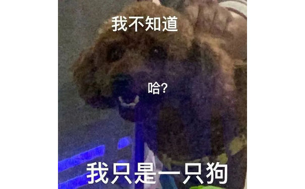 我不知道哈?我只是一只狗