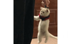 拎起猫咪 GIF 动图