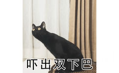 吓出双下巴 - 小猫惊恐表情