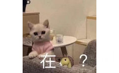 在吗？（猫咪）