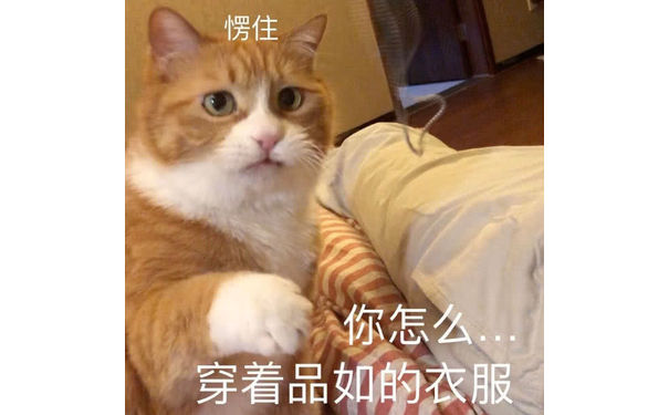 愣住 你怎么穿着品如的衣服 - 萌宠猫咪表情包