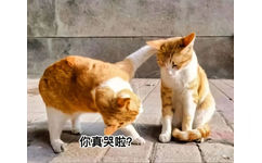 你真哭啦？(猫猫表情包)