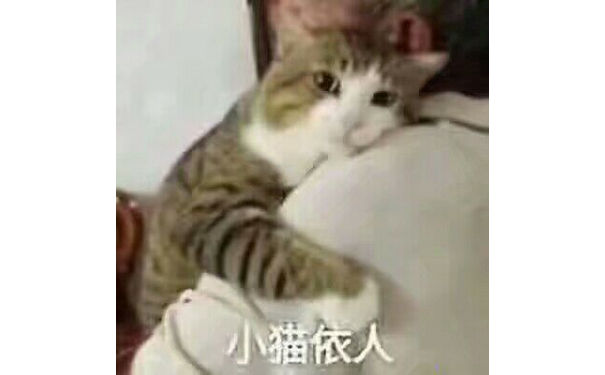 小猫依人