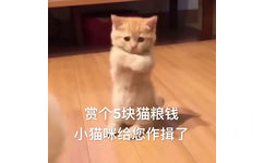 赏个5块猫粮钱小猫咪给您作揖了