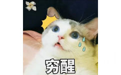 穷醒（猫咪表情包）