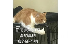 你是真的真的真的真的真的很不错 - 猫猫表情包 ​