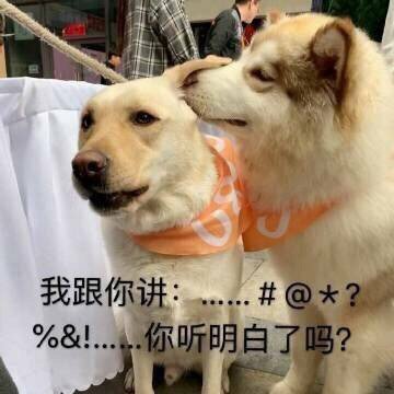 （狗子）我跟你讲。。。。你听明白了吗？