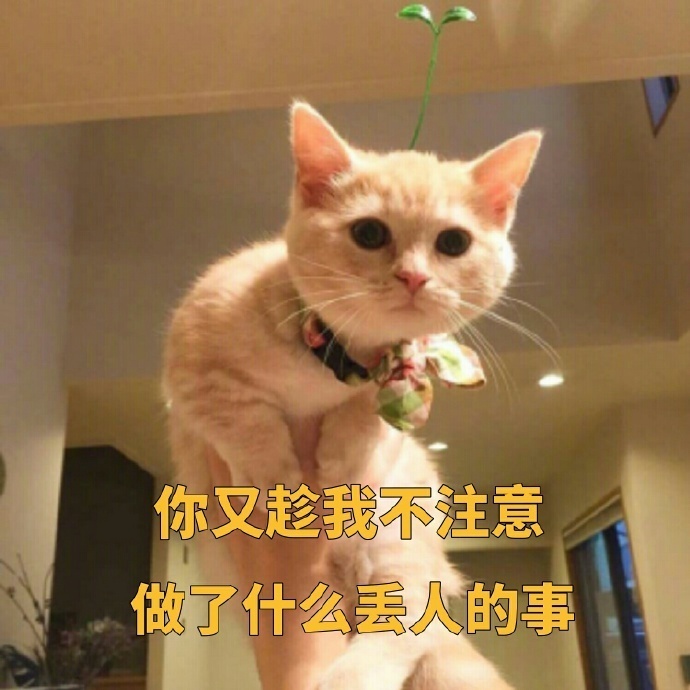 你又趁我不注意故了什么丢人的事 - 一只小橘猫的表情包