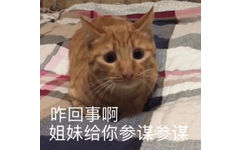 咋回事啊？姐妹给你参谋（猫咪）