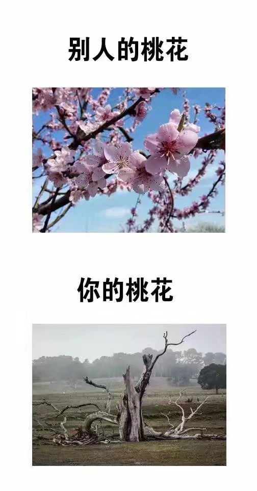 别人的桃花你的桃花 - 简直太形象了…… ​