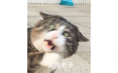 莫挨老子（猫咪）