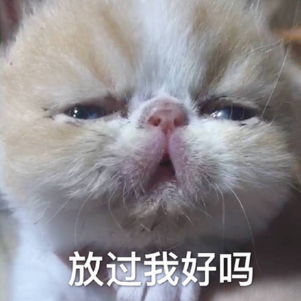 放过我好吗（猫咪）