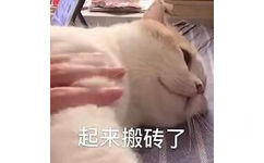 起来搬砖了(猫猫表情包)