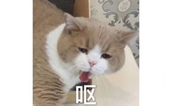 呕（猫咪）