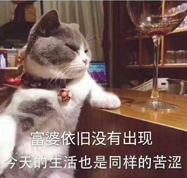 富婆依旧没有出现今天的生活也是同样的苦涩(猫咪表情包)