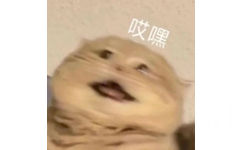 哎嘿(猫咪表情包)