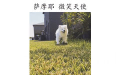 萨摩耶 微笑天使 - 你最爱哪种犬