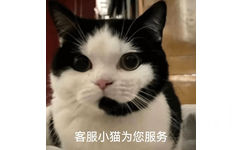 客服小猫为您服务