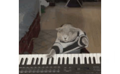 加菲猫快速弹钢琴 - 沙雕动物动图表情包