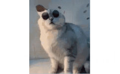 猫咪摘眼镜 GIF 动图