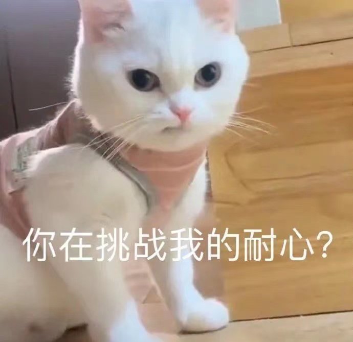 你在挑战我的耐心?(猫咪表情包)