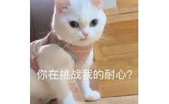 你在挑战我的耐心?(猫咪表情包)