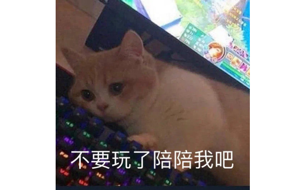 不要玩了陪陪我吧(猫咪表情包)