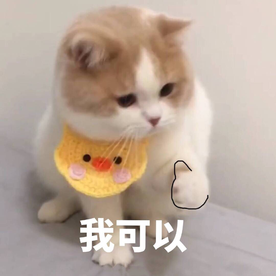 我可以（猫咪动图表情包） - 可爱的猫咪动图表情包