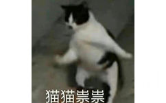 猫猫祟祟