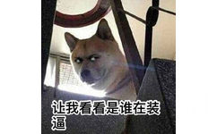 让我看看是谁在装逼 - 一组柴犬doge微信表情