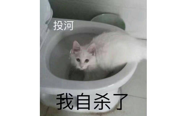 投河我自杀了(猫咪)